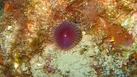 080 Ver myxicole (Myxicola infundibulum)